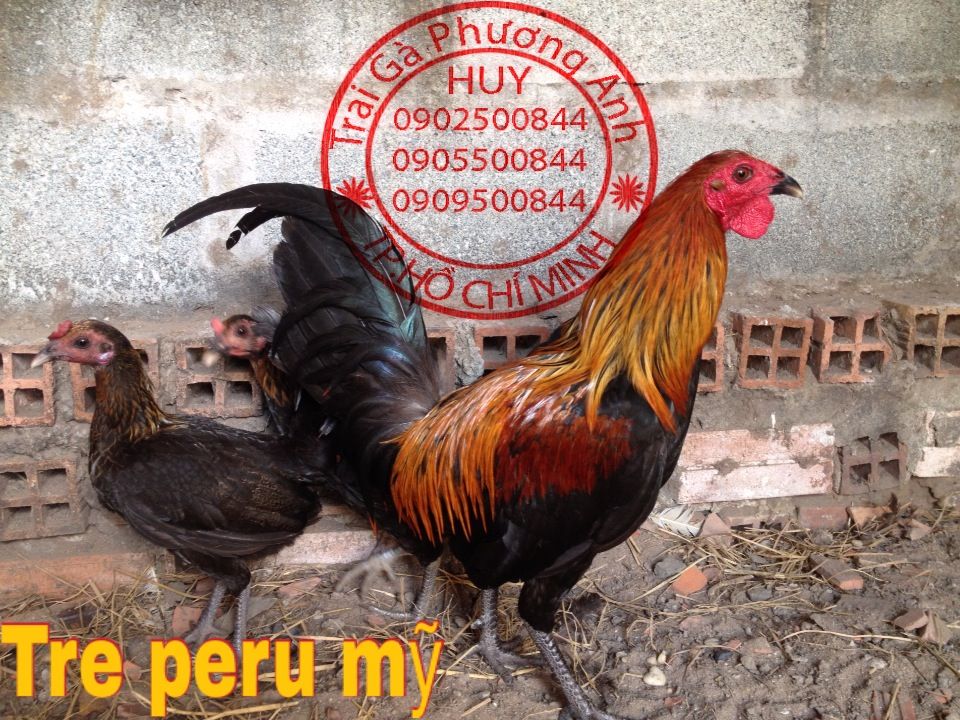 Gà Tre Peru Mỹ ( Nguồn Gốc Dinhlap08 )