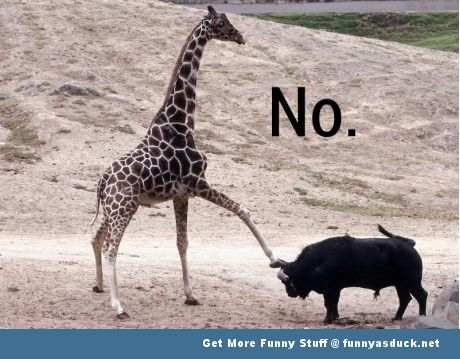 Funny-giraffe-pig-no-meme_zps6acfd95e.jpg