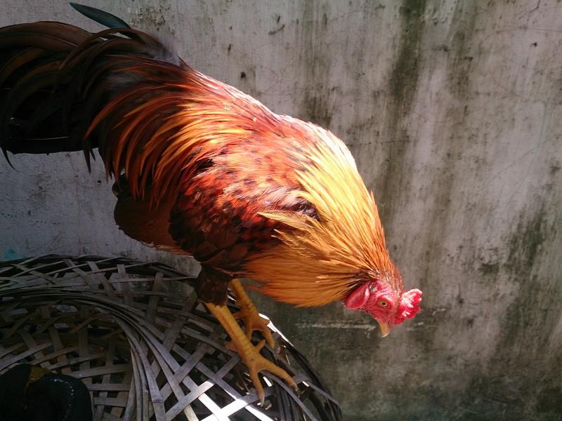 HCM: bán 2 anhem gà tre mới lên và 1 em gà tre thua đây??????????????????? - 2