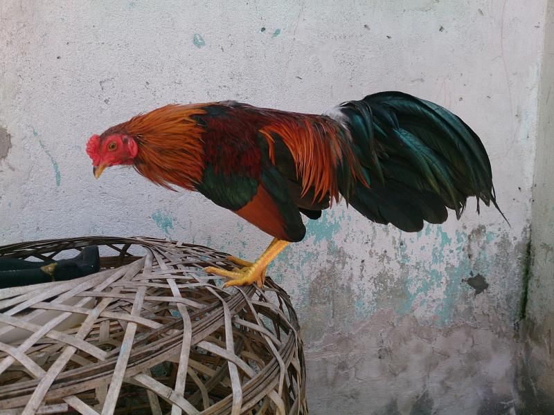 HCM: bán 2 anhem gà tre mới lên và 1 em gà tre thua đây??????????????????? - 1