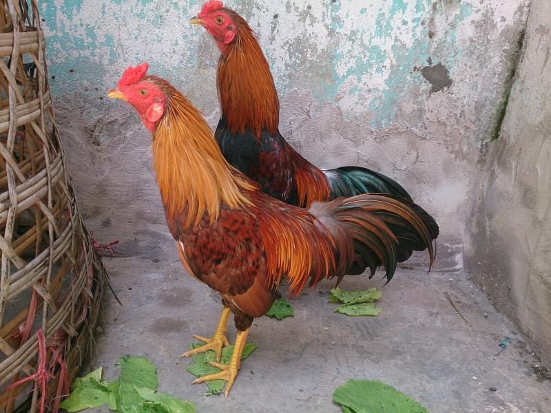 HCM: bán 2 anhem gà tre mới lên và 1 em gà tre thua đây???????????????????