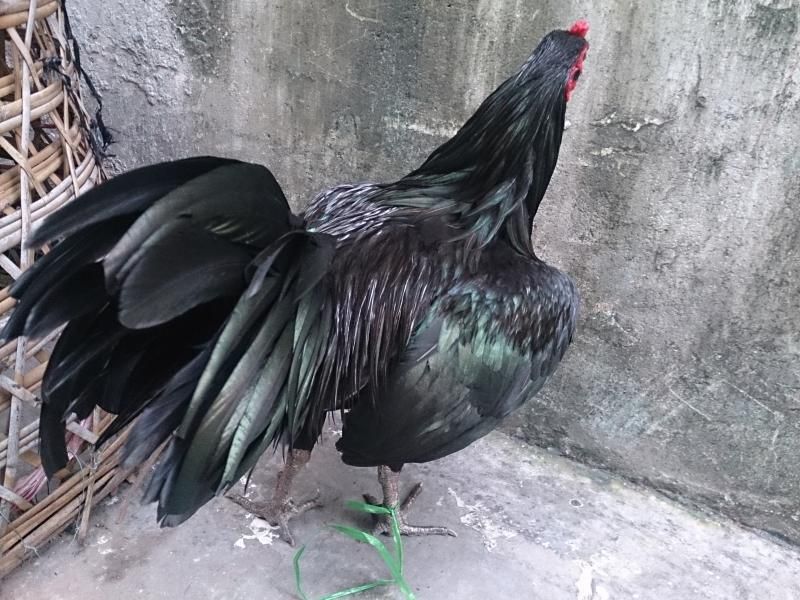 HCM: bán 2 anhem gà tre mới lên và 1 em gà tre thua đây??????????????????? - 5