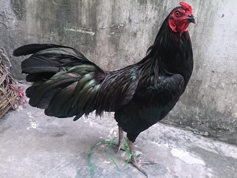 HCM: bán 2 anhem gà tre mới lên và 1 em gà tre thua đây??????????????????? - 4