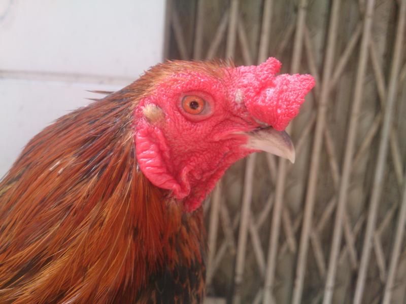 gà tre đá tết q11 ?????????????????????????????????// - 6