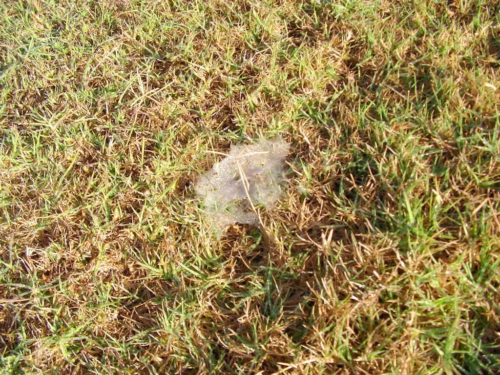 Strange something in the lawn in morning - Gardening discussion