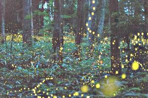 fireflies4