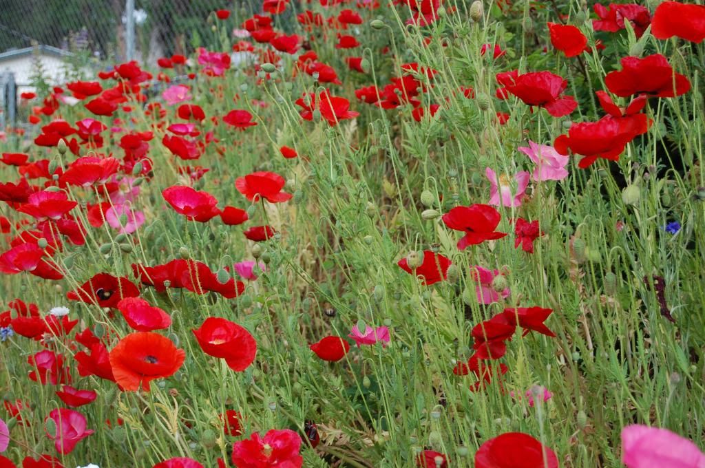 poppies