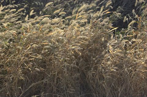 Grass
